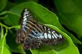 148 Segler - Parthenos sylvia